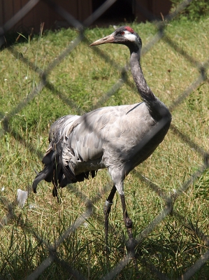 [Crane with greyish-white feathers and a skinny neck has its head turned to look at something behind it. This is a side view and the crane has white and red patches on its head.]